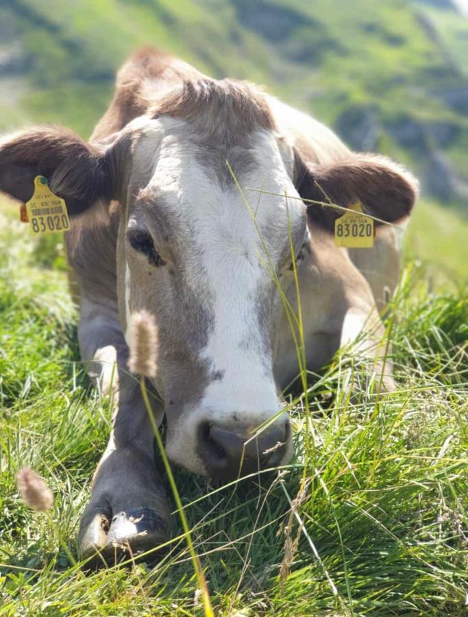 Ferienwohnungen Britta Heim Oberstaufen Exteriör bild
